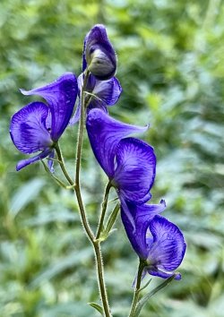 IMG_E8421.JPG IMG_E8421.JPG