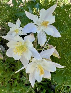 IMG_E8475.JPG IMG_E8475.JPG