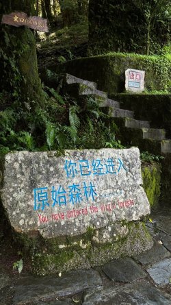 Ailao Mountain Tacvasen  (6).jpg