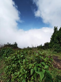 Ailao Mountain Tacvasen  (11).jpg