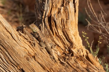 CRNP 4-2026-00004.jpg