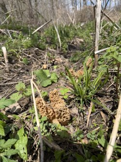 Morel1.jpg