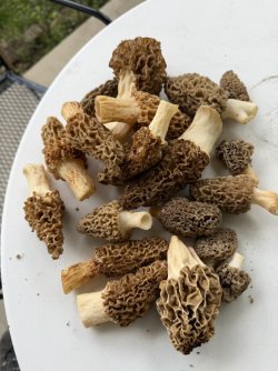 Morel2.jpg