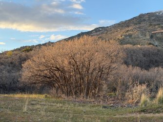 IMG_1349.jpg