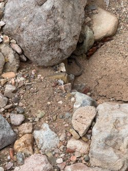 IMG_4756.jpeg