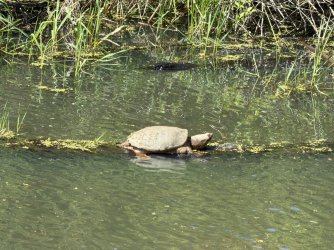 Snapper.jpg