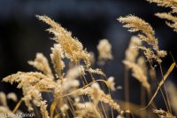 Reeds Blowing.jpg Reeds Blowing.jpg