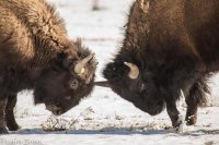 Buffalo fight.jpg