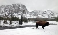 yellowstone_bison.jpg