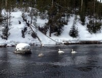yellowstone_swans.jpg