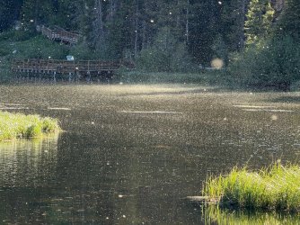 IMG_1916.jpg
