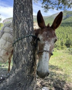 Mule_019.jpg