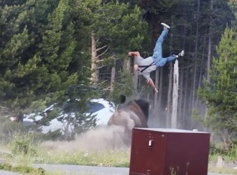 Bison_Attack_01.jpg