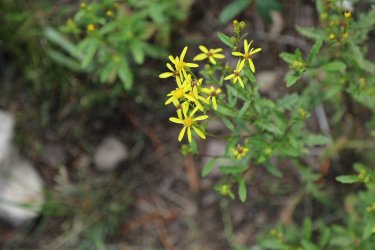 50.jpg