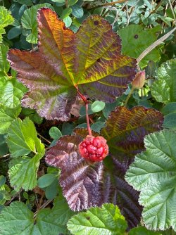 IMG_6559.jpeg