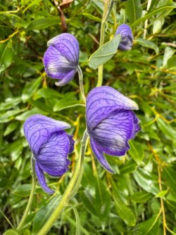 IMG_6572.jpeg