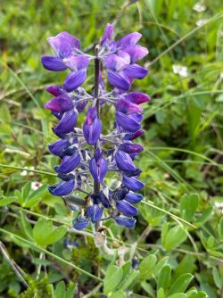 IMG_6621.jpeg