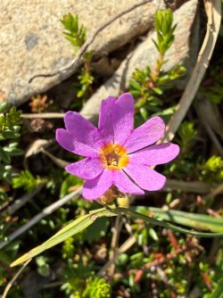 IMG_6682.jpeg