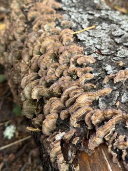 IMG_7075.jpeg