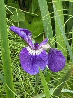 IMG_7106.jpeg