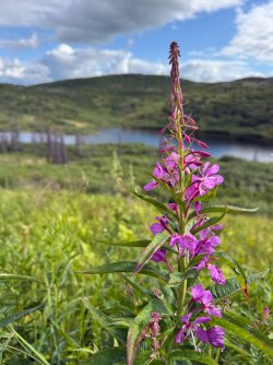 IMG_7177.jpeg