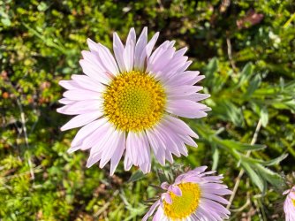 IMG_7459.jpeg
