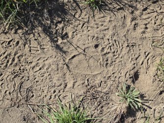 46577.jpg