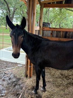 Mule_20.jpg