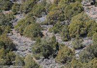 Capital Reef- Chimney Rock-Spring Canyon 001.jpg