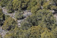 Capital Reef- Chimney Rock-Spring Canyon 002.jpg