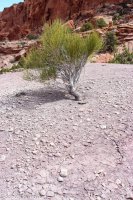 Capital Reef- Chimney Rock-Spring Canyon 017.jpg