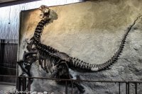 Dinosaur NM 015.jpg