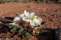 Moonshine Wash 002.jpg Moonshine Wash 002.jpg