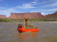 alpaca-in-alpacka.jpg alpaca-in-alpacka.jpg