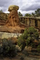 _CRNP - Diel CNTR 02 s.jpg