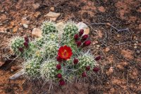 _CRNP - Diel FL 01 s.jpg