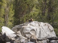 Marmot.jpg Marmot.jpg