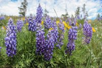 6.21 Schoolhouse-Buffalo Park Loop 008.jpg