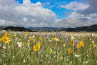 Grouse Mt Meadow 001.jpg