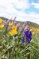 Grouse Mt Meadow 002.jpg