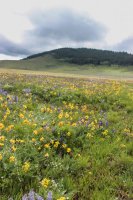 Grouse Mt Meadow 003.jpg