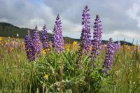 Grouse Mt Meadow 005.jpg