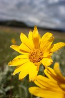 Grouse Mt Meadow 006.jpg