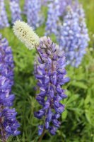 Grouse Mt Meadow 008.jpg