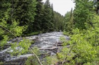 Grouse Mt Meadow 009.jpg