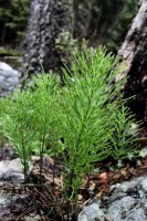 Grouse Mt Meadow 013.jpg