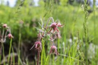 Grouse Mt Meadow 014.jpg