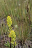 Grouse Mt Meadow 016.jpg