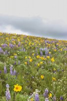 Grouse Mt Meadow 021.jpg