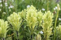 Grouse Mt Meadow 022.jpg